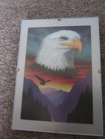 Fotolijst tekening adelaar, bald eagle, schilderij