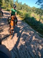 GEZOCHT! verzorg pony,paard,shetlander (heerdr,epe,wpv)