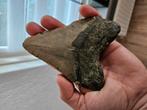Grote Megalodon tand, Verzamelen, Mineralen en Fossielen, Ophalen of Verzenden, Fossiel