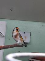 Te koop major putter, Dieren en Toebehoren, Vogels | Overige Vogels, Mannelijk, Wildzangvogel