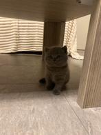 Britse korthaar kitten, Geslacht onbekend, Gechipt, 0 tot 2 jaar