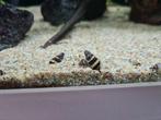 Helena slakken, Dieren en Toebehoren, Vissen | Aquariumvissen, Slak of Weekdier