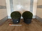 Taxus baccata bol vorm bollen, Ophalen of Verzenden, Bloeit niet, Overige soorten, Volle zon