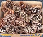 Grote dennenappels > 13 cm XL, Ophalen of Verzenden, Nieuw