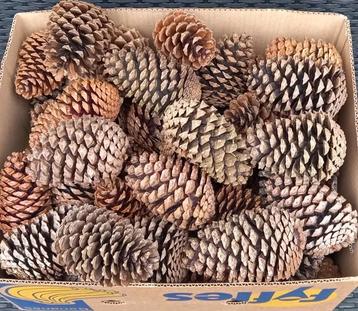 Grote dennenappels > 13 cm XL beschikbaar voor biedingen