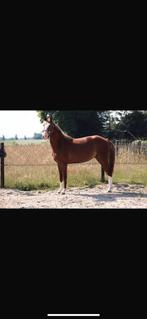 Superknappe EXTRA 4j duitse rijpony merrie 152 cm, Dieren en Toebehoren, Paarden, Merrie, Minder dan 160 cm, Dressuurpaard, 3 tot 6 jaar
