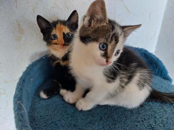 Schattige kittens  beschikbaar voor biedingen