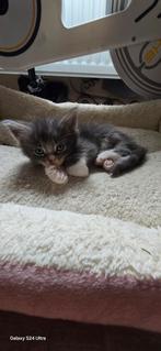 3 mainecoon kittens te koop, Meerdere dieren, Ontwormd