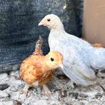 kuikens sabelpoot kriel kip hen, Dieren en Toebehoren, Vrouwelijk, Kip
