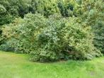 Hongaarse Sering Paars Gratis, Ophalen, Overige soorten, Struik, 250 cm of meer