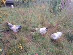 Setje! 2 kippen 1 haantje, 15 weken oud wyandotte kriel, Meerdere dieren, Kip