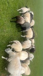 Texelaar bokken en ooien geboren februari maart, Dieren en Toebehoren, Schapen, Geiten en Varkens, Meerdere dieren, Schaap, 0 tot 2 jaar