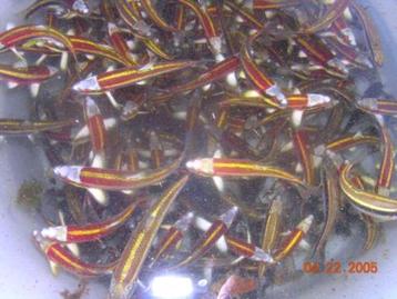 Notropis lutipinnis geelvin elrits! Goud elrits, goudwinde beschikbaar voor biedingen