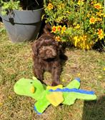 Leuke boomer pups te koop!, Overige rassen, CDV (hondenziekte), 8 tot 15 weken, Meerdere