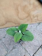 Phlomis russeliana brandkruid, Ophalen, Bodembedekkers, Volle zon, Vaste plant