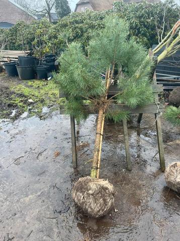 Pinus sylvestris.of grove den . Pinus nigra beschikbaar voor biedingen