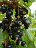 **ACTIE** Ribes nigrum, zwarte bes, Aalbes inheems, Ophalen of Verzenden, Overige soorten, Struik, Minder dan 100 cm