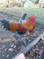 Prachtige jonge franse Maran haan 16 mei geboren, Dieren en Toebehoren, Pluimvee, Mannelijk, Kip
