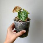 Anthurium crystallinum 'Silver Blush' € 2, Ophalen, Overige soorten, Minder dan 100 cm