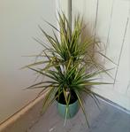 Dracaena makkelijke kamer plant, zeldzame kleur, Huis en Inrichting, Kamerplanten, Ophalen, Overige soorten, Halfschaduw, In pot