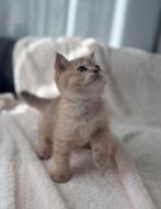 Britse korthaar kitten golden shaded, Kater, Ontwormd