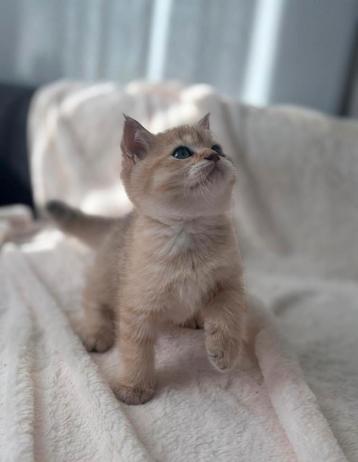 Britse korthaar kitten golden shaded beschikbaar voor biedingen