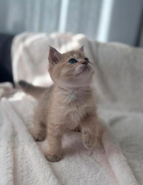 Britse korthaar kitten golden shaded, Dieren en Toebehoren, Katten en Kittens | Raskatten | Korthaar, Kater, Ontwormd