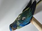 Splendid, Dieren en Toebehoren, Vogels | Parkieten en Papegaaien, Mannelijk, Parkiet