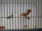 oranjeborst zwartborst isabel bruin zebravinken, Dieren en Toebehoren, Vogels | Overige Vogels, Meerdere dieren