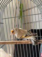 Bastaard putter/kanarie Pop, Dieren en Toebehoren, Vrouwelijk, Wildzangvogel