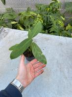 Monstera Obliqua Tarapoa, Ophalen of Verzenden, Halfschaduw, Minder dan 100 cm