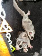 Koppel sugargliders, Dieren en Toebehoren, Overige Dieren, Meerdere dieren