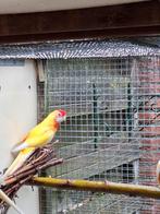 Penant rosella, Dieren en Toebehoren, Meerdere dieren, Parkiet