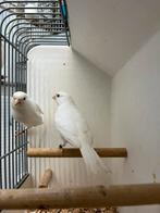 Koppel recessief witte kanaries 2025, Meerdere dieren, Kleurkanarie