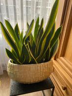 Plant met pot, Ophalen, Vetplant, Halfschaduw, Minder dan 100 cm