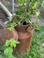 Kruisbessen, Tuin en Terras, Planten | Fruitbomen, Ophalen of Verzenden