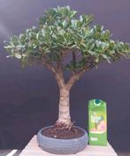 Jade Plant / Crassula Ovata - Vetplant in Pot - 70 cm hoog, Ophalen, Vetplant, Halfschaduw, In pot