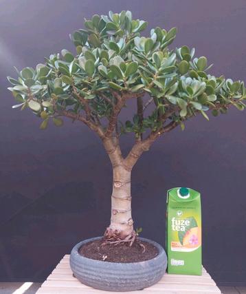 Jade Plant / Crassula Ovata - Vetplant in Pot - 70 cm hoog beschikbaar voor biedingen