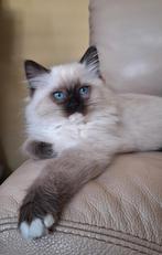 Ragdoll kittens || chip, 2x gevaccineerd || ouders getest, Dieren en Toebehoren, Katten en Kittens | Raskatten | Langhaar, Meerdere dieren