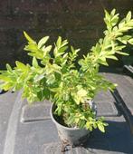 Buxus, Ophalen of Verzenden, Zomer, Overige soorten, Volle zon