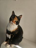 Pip en Luna zoeken een nieuw huisje, Poes, Gechipt, 6 jaar of ouder