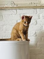 Lief rood kitten, Dieren en Toebehoren, Katten en Kittens | Raskatten | Korthaar, Kater, 0 tot 2 jaar