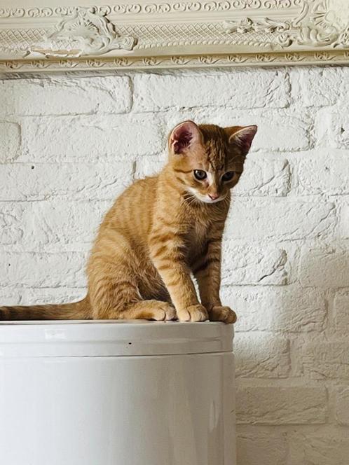Lief rood kitten, Dieren en Toebehoren, Katten en Kittens | Raskatten | Korthaar, Kater, 0 tot 2 jaar