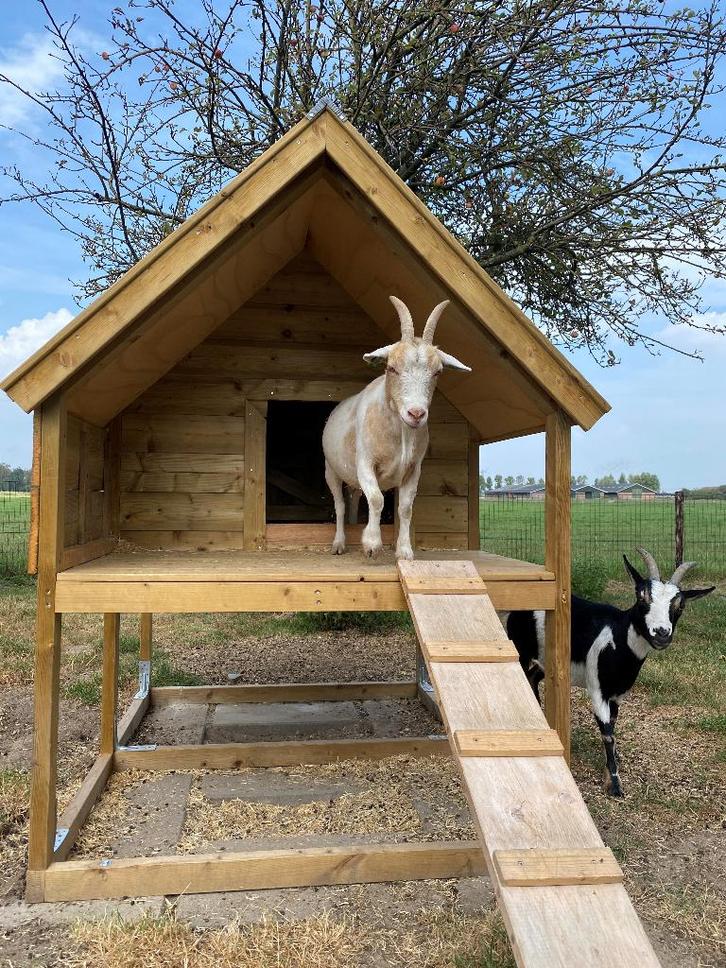 geitenhok voor dwerggeitjes., Dieren en Toebehoren, Overige Dieren-accessoires, Nieuw, Ophalen of Verzenden