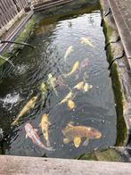 Koikarpers, Ophalen of Verzenden, Zo goed als nieuw