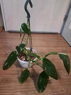 Philodendron Cobra Zeldzame Kamerplant in Hangpot OPHALEN, Ophalen, Halfschaduw, Minder dan 100 cm