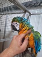 Super tamme catalina ara., Dieren en Toebehoren, Vogels | Parkieten en Papegaaien, Mannelijk, Papegaai, Geringd