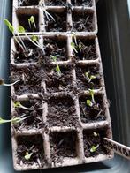 rabarber paprika tomaat broccoli stekjes, Tuin en Terras, Bloembollen en Zaden, Voorjaar, Ophalen, Volle zon