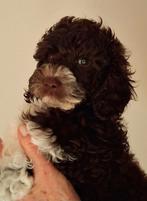 Dieren, Dieren en Toebehoren, Honden | Chihuahua's en Gezelschapshonden, Poedel, België, Particulier, 8 tot 15 weken