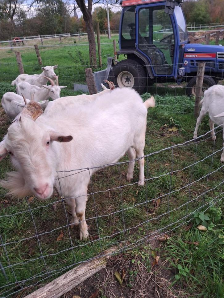 witte stamboek melkgeitenbok te koop. 3, Dieren en Toebehoren, Schapen, Geiten en Varkens, Geit, Mannelijk
